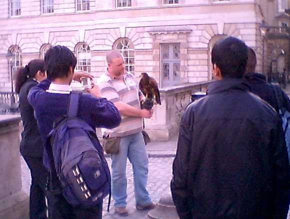 Harris_hawk